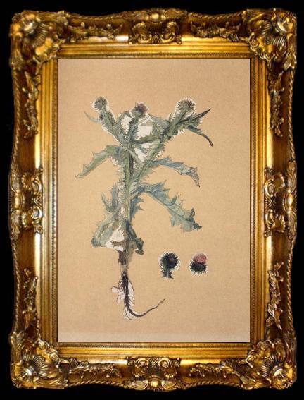 framed  Hans Weiditz Onopordon acanthium, ta009-2